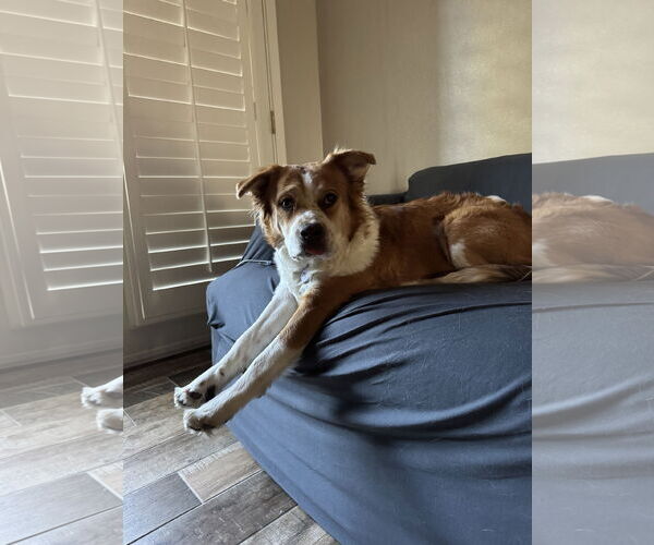 Medium Photo #3 Siberian Husky-Unknown Mix Puppy For Sale in Chandler, AZ, USA