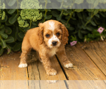 Small #38 Cocker Spaniel