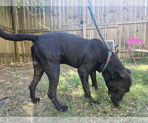 Medium Photo #2 American Staffordshire Terrier-Unknown Mix Puppy For Sale in Jackson, MS, USA