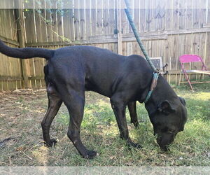 Bailey - Male American Staffordshire Terrier-Unknown Mix Dog for Adoption - Photo #2