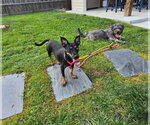 Small #4 Chihuahua Mix