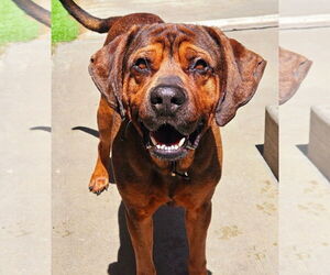 Rottweiler-Unknown Mix Dogs for adoption in Chicago, IL, USA