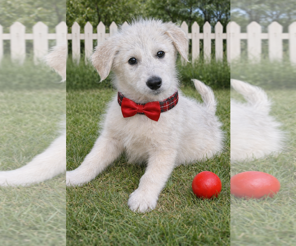 Medium Photo #1 Golden Retriever-Unknown Mix Puppy For Sale in Mt. Laurel, NJ, USA