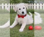 Small Golden Retriever Mix