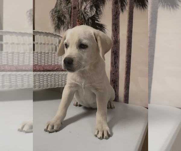 Medium Photo #6 Labrador Retriever Puppy For Sale in SPRINGFIELD, MO, USA