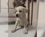 Small #5 Labrador Retriever