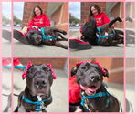 Small #18 American Pit Bull Terrier-American Staffordshire Terrier Mix