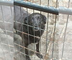 Small Labrador Retriever Mix