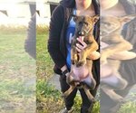 Small #1 German Shepherd Dog