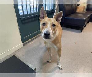 Mutt Dogs for adoption in Pasadena, CA, USA