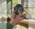 Small Photo #5 Great Dane Puppy For Sale in CLAREMORE, OK, USA