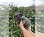 Small #9 French Bulldog