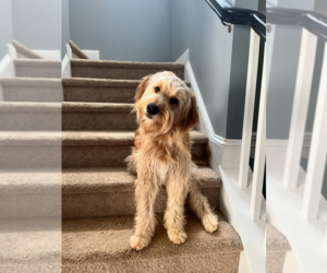 Mother of the Goldendoodle puppies born on 03/13/2025