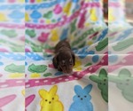 Small #3 Dachshund