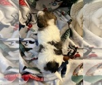 Puppy Marilyn Basset Hound