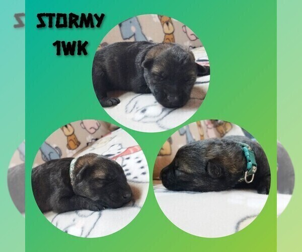 Medium Photo #3 German Shepherd Dog Puppy For Sale in BROOKFIELD, MO, USA