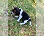 Small #6 Beagle