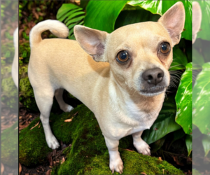 Chihuahua-Unknown Mix Dogs for adoption in Cranston, RI, USA