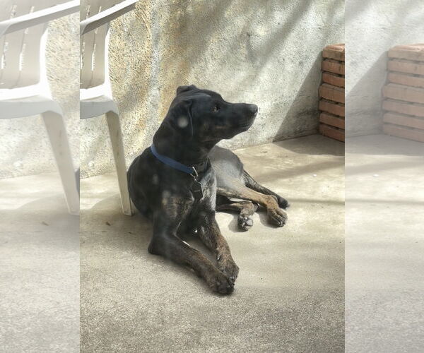 Medium Photo #4 Labrador Retriever-Unknown Mix Puppy For Sale in Woodland Hills, CA, USA