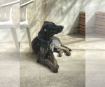Small #3 Labrador Retriever Mix