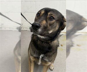German Shepherd Dog-Unknown Mix Dogs for adoption in San Bernardino, CA, USA