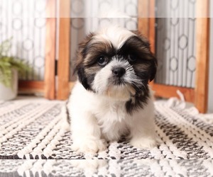 shih tzu alfie