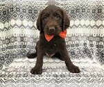 Small Photo #2 Labradoodle Puppy For Sale in LANCASTER, PA, USA