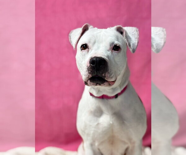 Medium Photo #1 American Pit Bull Terrier-Unknown Mix Puppy For Sale in Spring Lake, NJ, USA