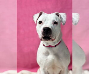 American Pit Bull Terrier-Unknown Mix Dogs for adoption in Spring Lake, NJ, USA