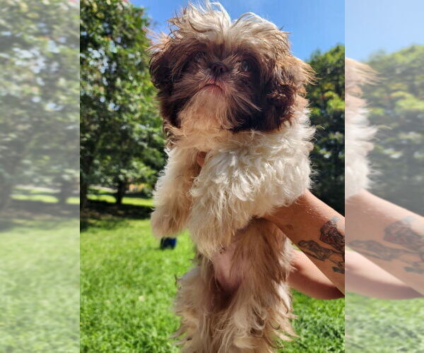 Medium Photo #3 Shih Tzu Puppy For Sale in LITHONIA, GA, USA