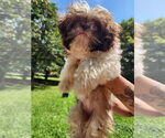 Small #2 Shih Tzu