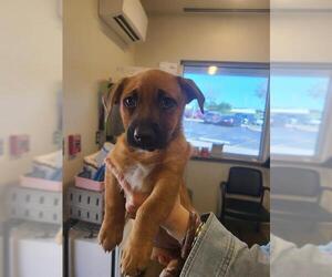 Dachshund-Unknown Mix Dogs for adoption in San Antonio, TX, USA