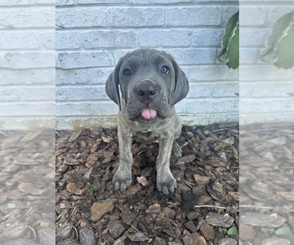 Medium Photo #7 Cane Corso Puppy For Sale in PALOS HEIGHTS, IL, USA