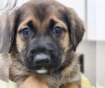 Small #6 Black Mouth Cur Mix