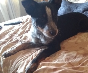Australian Cattle Dog Dogs for adoption in WEIRTON, WV, USA