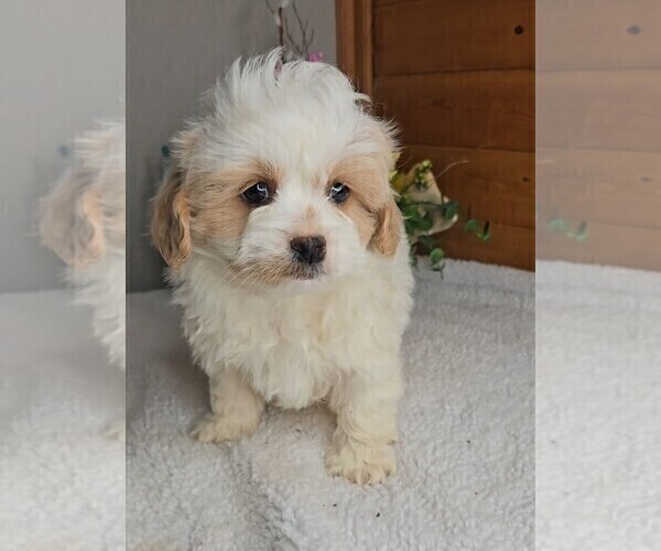 Medium Photo #8 Peke-A-Poo Puppy For Sale in JASONVILLE, IN, USA