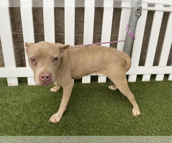 Medium Photo #1 Mutt Puppy For Sale in Modesto, CA, USA