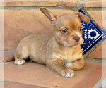 Small #3 Mutt