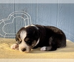 Small Photo #6 Australian Shepherd Puppy For Sale in ACTON, CA, USA
