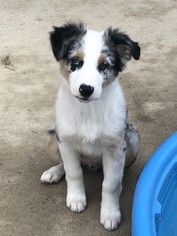 Australian Shepherd Puppy for sale in PLANO, TX, USA