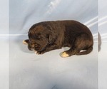 Small Photo #51 Golden Mountain Dog Puppy For Sale in BLACK FOREST, CO, USA
