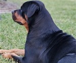 Small Photo #2 Rottweiler Puppy For Sale in PELHAM, GA, USA