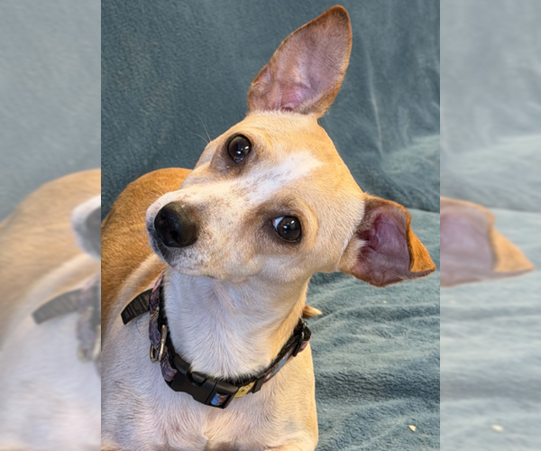 Medium Photo #2 Chihuahua-Unknown Mix Puppy For Sale in Fort Wayne, IN, USA