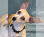 Small Photo #2 Chihuahua-Unknown Mix Puppy For Sale in Fort Wayne, IN, USA