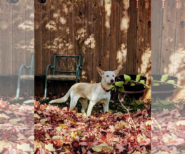 Medium Photo #13 Siberian Husky-Unknown Mix Puppy For Sale in Germantown, OH, USA
