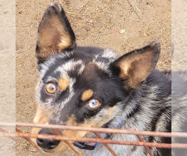 Medium Photo #8 Australian Shepherd-Unknown Mix Puppy For Sale in FAIRLAWN, OH, USA