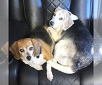Small Photo #4 Beagle-Unknown Mix Puppy For Sale in Fairfax, VA, USA