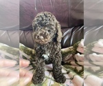 Small Photo #1 Goldendoodle-Poodle (Miniature) Mix Puppy For Sale in TELLICO PLAINS, TN, USA