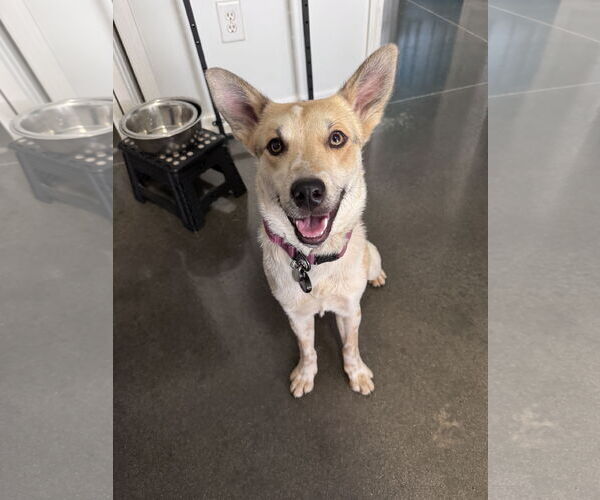 Medium Photo #1 Mutt Puppy For Sale in Greenville, SC, USA