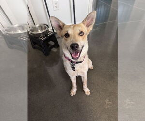 Mutt Dogs for adoption in Greenville, SC, USA